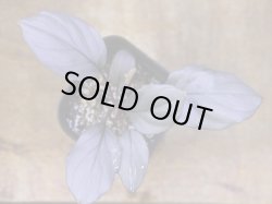 画像2: Homalomena sp. "Kurogane" SRP from Pulau Lingga【HW1017-XX】