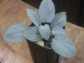 Homalomena sp. "Shirogane" SGR from Pulau Lingga【HW1017-XX】