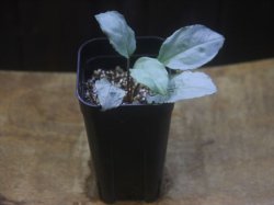 画像4: Homalomena sp. "Shirogane" SGR-DF from Pulau Lingga【HW0622-05】