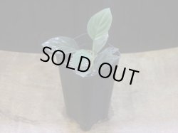 画像4: Homalomena humilis "紫葉紫脚流" from Bengkayang【HW0725-5b】