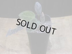 画像5: Homalomena humilis "紫葉紫脚流" from Bengkayang【HW0725-5b】