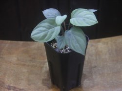 画像4: Homalomena sp. "Shirogane" SGR from Pulau Lingga【HW1017-XX】