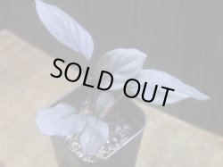 画像1: Homalomena sp. "Kurogane" SRP from Pulau Lingga【HW1017-XX】