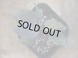 画像2: Homalomena sp. "Roanapur" BR from Pulau Lingga【HW1017-01】