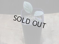 画像5: Homalomena humilis "紫葉紫脚流" from Bengkayang【HW0725-5b】