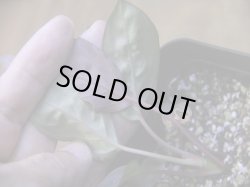 画像4: Homalomena humilis "紫葉紫脚流" from Bengkayang【HW0725-5b】