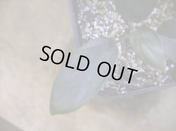 画像3: Homalomena sp. "Aragane No.33" from Pulau Lingga【HW0622-05】