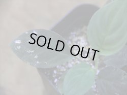 画像2: Homalomena humilis "紫葉紫脚流" from Bengkayang【HW0725-5b】