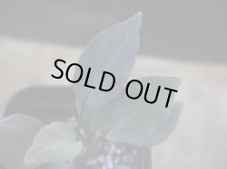 画像3: Homalomena sp. "Roanapur" BR from Pulau Lingga【HW1017-01】