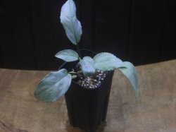 画像4: Homalomena sp. "Shirogane" SGR-DF from Pulau Lingga【HW0622-05】