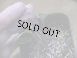 画像4: Homalomena humilis "紫葉紫脚流" from Bengkayang【HW0725-5b】