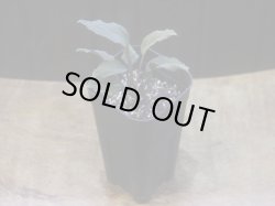 画像4: Homalomena sp. "Roanapur" BR from Pulau Lingga【HW1017-01】