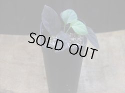 画像5: Homalomena humilis "紫葉紫脚流" from Bengkayang【HW0725-5b】