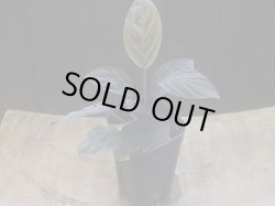 画像5: Homalomena humilis "黒葉赤輝" from Entikong【HW0725-9】