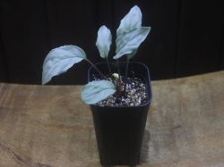 画像4: Homalomena sp. "Shirogane" SGR-DF from Pulau Lingga【HW0622-05】