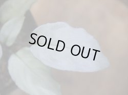 画像3: Homalomena sp. "Shirogane" SGR-DF from Pulau Lingga【HW0622-05】