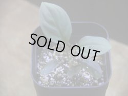 画像1: Homalomena humilis "紫葉紫脚流" from Bengkayang【HW0725-5b】