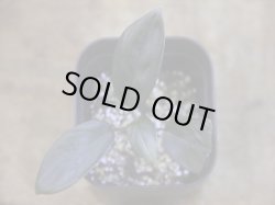 画像2: Homalomena sp. "Aragane No.33" from Pulau Lingga【HW0622-05】