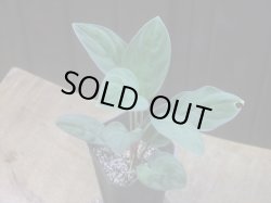 画像2: Homalomena humilis from Pulau Lingga【HW0824-06】