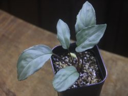 画像1: Homalomena sp. "Shirogane" SGR-DF from Pulau Lingga【HW0622-05】