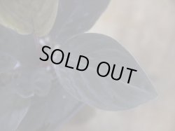 画像2: Homalomena humilis "黒葉赤輝" from Entikong【HW0725-9】