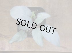 画像2: Homalomena sp. "Shirogane" SGR-DF from Pulau Lingga【HW0622-05】