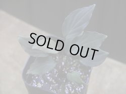 画像1: Homalomena sp. "Roanapur" BR from Pulau Lingga【HW1017-01】