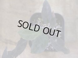 画像2: Homalomena humilis "紫葉紫脚流" from Bengkayang【HW0725-5b】