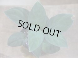 画像1: Homalomena humilis from Pulau Lingga【HW0824-06】