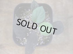 画像2: Homalomena humilis "紫葉紫脚流" from Bengkayang【HW0725-5b】