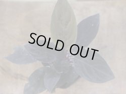 画像3: Homalomena humilis "黒葉赤輝" from Entikong【HW0725-9】