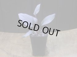 画像4: Homalomena sp. "Kurogane" SRP from Pulau Lingga【HW1017-XX】