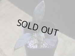 画像1: Homalomena sp. "Aragane No.33" from Pulau Lingga【HW0622-05】