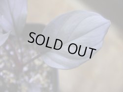 画像3: Homalomena sp. "Kurogane" SRP from Pulau Lingga【HW1017-XX】