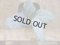 画像2: Homalomena sp. "Shirogane" SGG from Pulau Lingga【HW1017-XX】