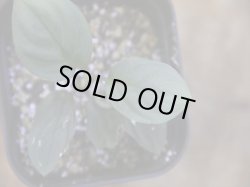 画像3: Homalomena humilis "紫葉紫脚流" from Bengkayang【HW0725-5b】