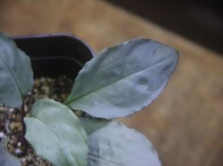 画像2: Homalomena sp. "Shirogane" SGR-DF from Pulau Lingga【HW0622-05】