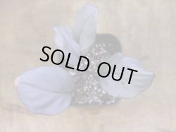 画像3: Homalomena sp. "Kurogane" SRP from Pulau Lingga【HW1017-XX】