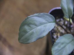 画像3: Homalomena sp. "Shirogane" SGR-DF from Pulau Lingga【HW0622-05】