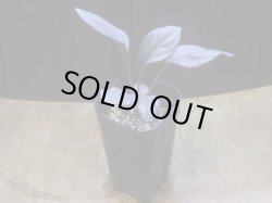 画像4: Homalomena sp. "Kurogane" SRP from Pulau Lingga【HW1017-XX】