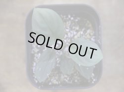 画像2: Homalomena humilis "紫葉紫脚流" from Bengkayang【HW0725-5b】