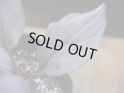 画像2: Homalomena sp. "Kurogane" SRP from Pulau Lingga【HW1017-XX】