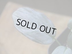 画像3: Homalomena sp. "Shirogane" SGG from Pulau Lingga【HW1017-XX】