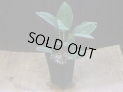 画像4: Homalomena humilis from Pulau Lingga【HW0824-06】