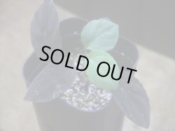 画像1: Homalomena humilis "紫葉紫脚流" from Bengkayang【HW0725-5b】