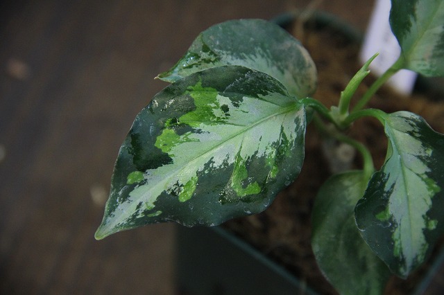 Aglaonema pictum  tricolor  type NIRVASH  AZ0611 3  Heat wave