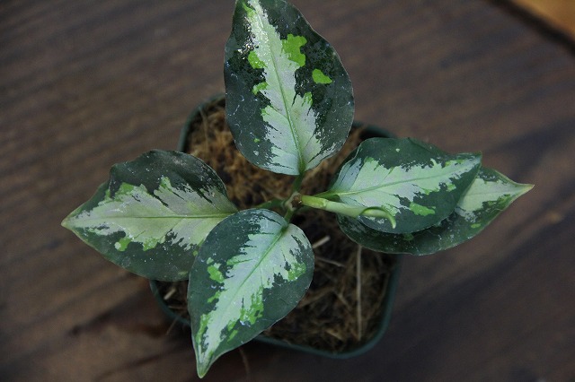 Aglaonema pictum  tricolor  type NIRVASH  AZ0611 3  Heat wave