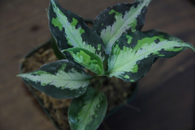 Aglaonema pictum  tricolor  type NIRVASH  AZ0611 3  Heat wave