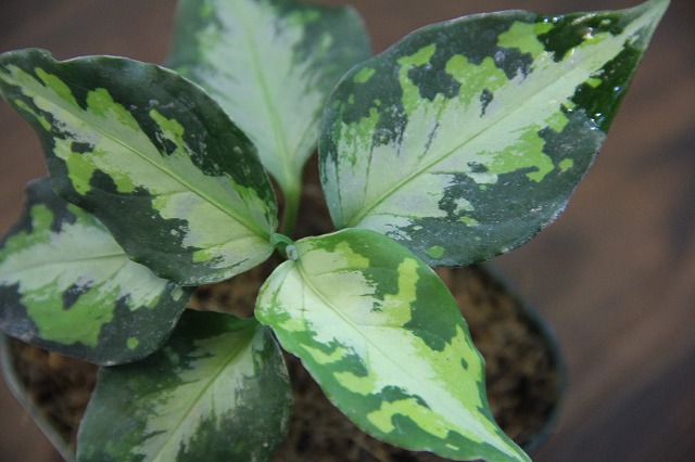 Aglaonema pictum  tricolor  type NIRVASH  AZ0611 3  Heat wave