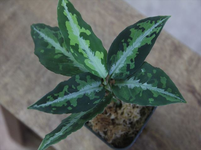  Aglaonema  pictum  tricolor from Aceh  Selatan 2 HW0818 02 